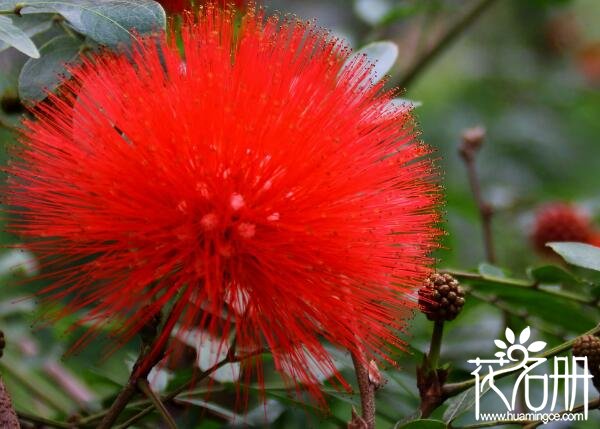 合欢花种子怎么种 合欢花播种的方法(点播式效果最好)