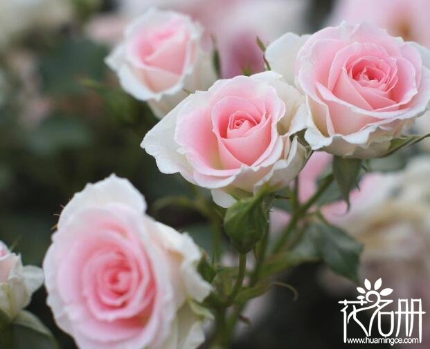 什么花的花语是真诚，石竹/金银花/桔梗花/粉玫瑰(真诚的爱)