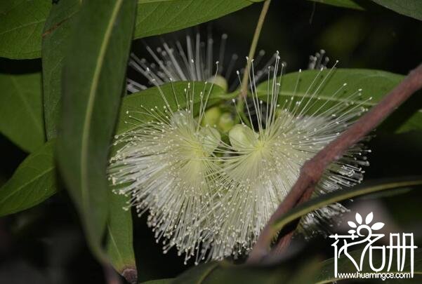 合欢花泡水有什么好处和害处 合欢花泡水喝有3大禁忌