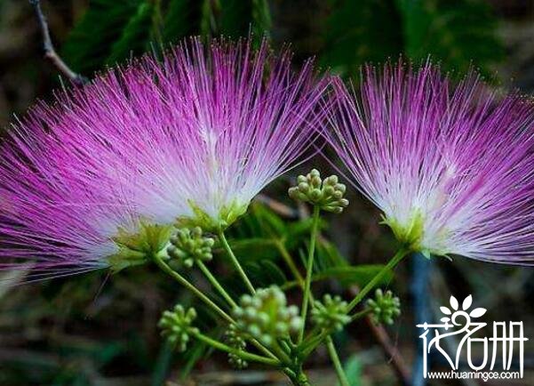 合欢花泡水有什么好处和害处 合欢花泡水喝有3大禁忌