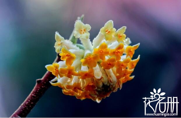 象征爱情的花有哪些 十种超适合表达爱意的花卉