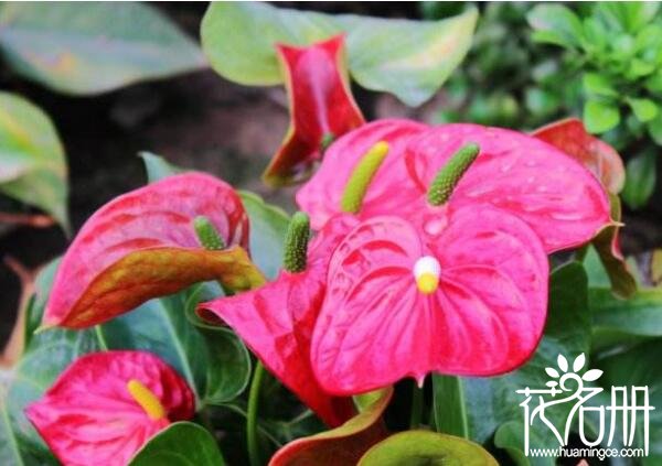 红掌什么时候开花 红掌的花期在4-6月(花期可长达一年之久)