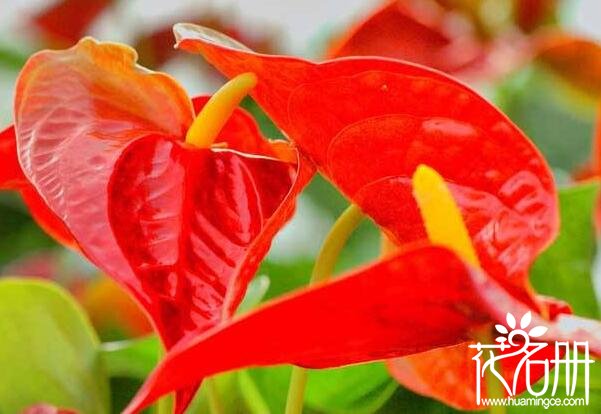 红掌什么时候开花 红掌的花期在4-6月(花期可长达一年之久)