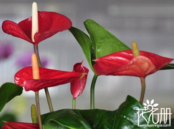 红掌什么时候开花 红掌的花期在4-6月(花期可长达一年之久)