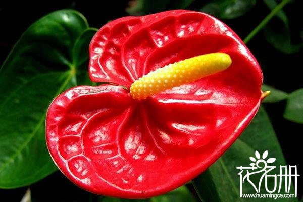 红掌花对孕妇有危害吗 红掌花汁液有毒(不建议孕妇养殖)