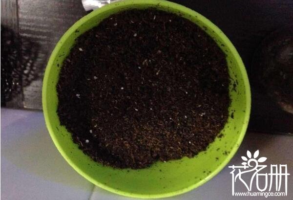 红掌什么时候换盆好 红掌换盆的方法(秋季换盆最利于生长)
