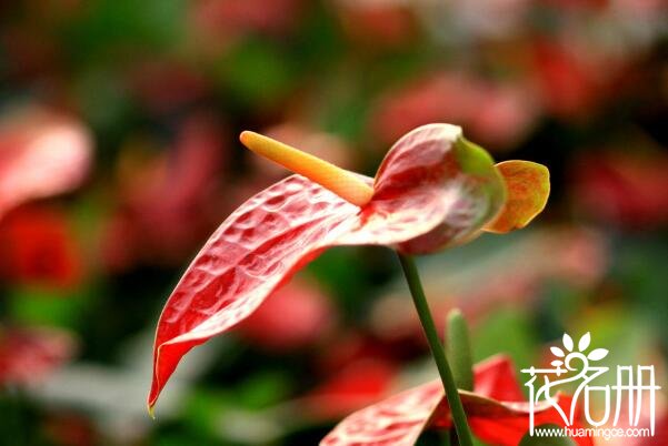红掌开花后怎么处理 红掌开花后的养护方法(去除花茎)