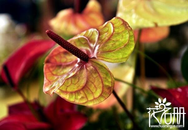 红掌花枯萎了怎么办 补救枯萎红掌的6个方法(简单易学)