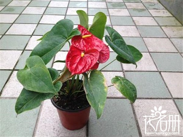 红掌叶子发黄焦边干枯是怎么回事 红掌叶子发黄的7种原因