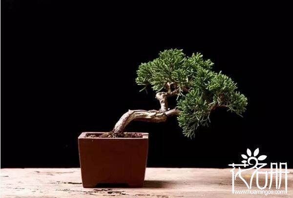 风水中最招财的植物有哪些 八种植物招财又旺宅(富贵竹为首)