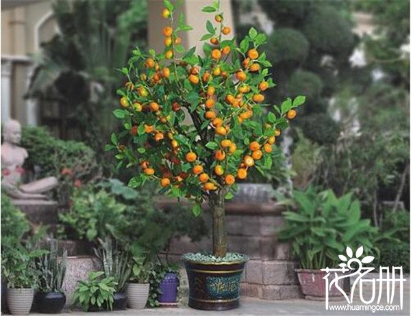 办公室放什么植物风水好 7种旺财运的办公桌摆放风水植物