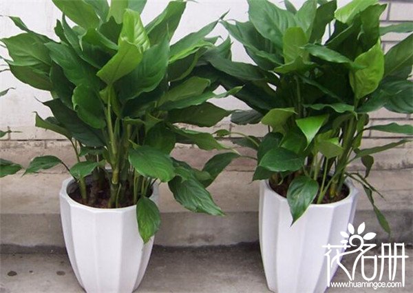 办公室放什么植物风水好 7种旺财运的办公桌摆放风水植物