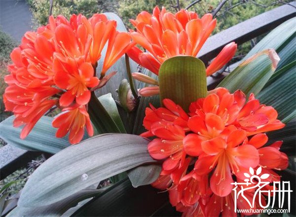 办公室放什么植物风水好 7种旺财运的办公桌摆放风水植物