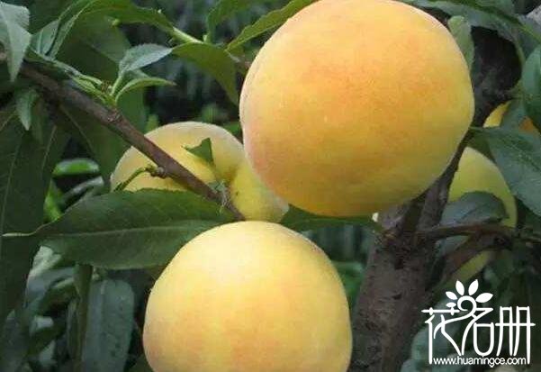 庭院最适合栽种的树木有哪些 8种最适合庭院种植的果树(首推蓝莓树)