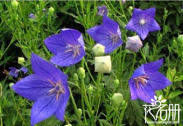 什么花的花语是绝望 7种代表伤心绝望的花(鸢尾花绝望伤心的爱)