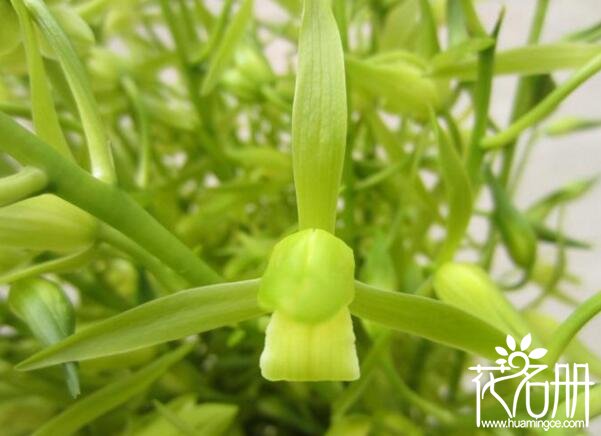 适合北方养殖的兰花有哪些 7种适合新手养的兰花(市长红最喜庆)