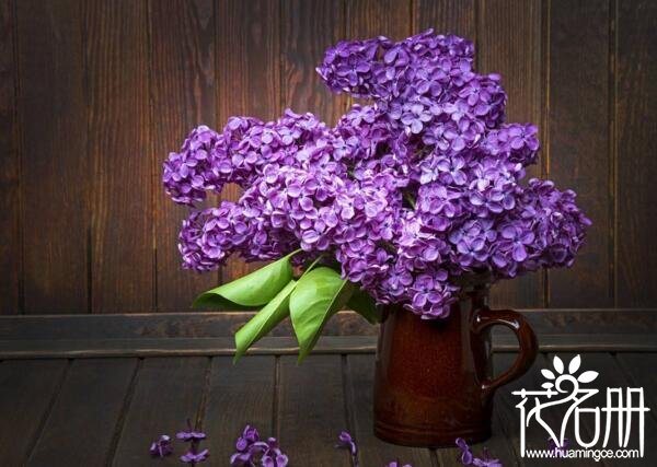 卧室放什么花有助睡眠 7种放卧室有助睡眠的花（茉莉花清香利睡眠）