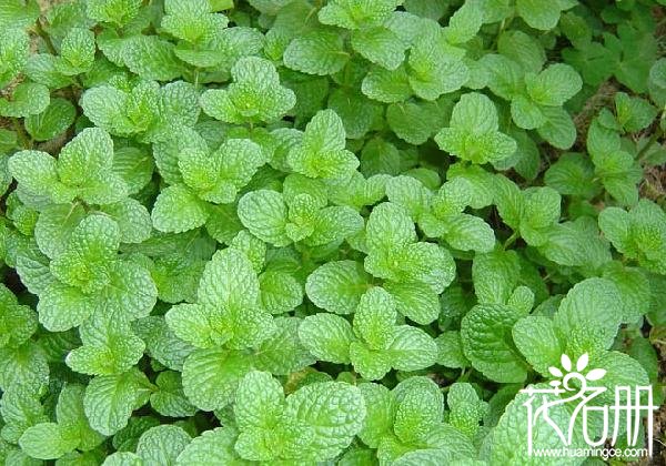 卧室放什么花有助睡眠 7种放卧室有助睡眠的花（茉莉花清香利睡眠）