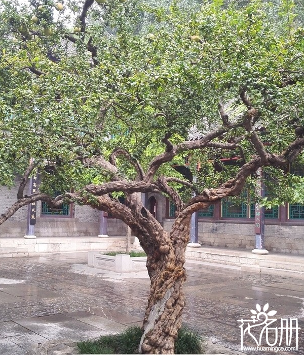 石榴树虽易种植，但它又有哪些风水禁忌 
