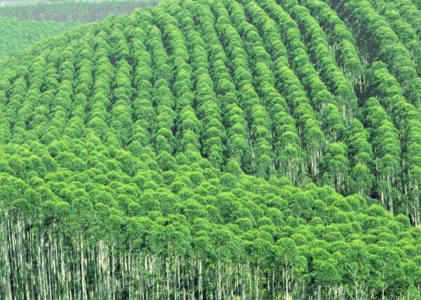 桉树之所以危害那么大，是因为种植方式不对