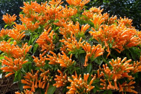 炮仗花冬天能开吗，炮仗花怎么养才最好