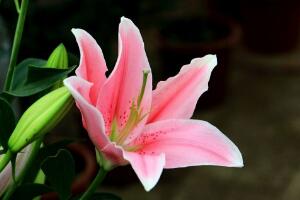 百合花花语是什么，代表着美好的家庭和伟大的爱