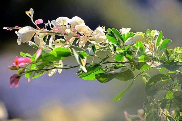 花叶络石怎么养叶子才好看，光照和修剪是最重要的因素