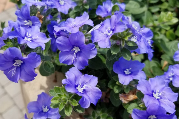 蓝星花怎么养，缺水的植株花朵凋谢一朵不剩