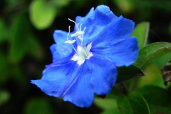 蓝星花怎么养，缺水的植株花朵凋谢一朵不剩