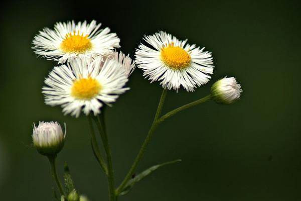 小雏菊的花语