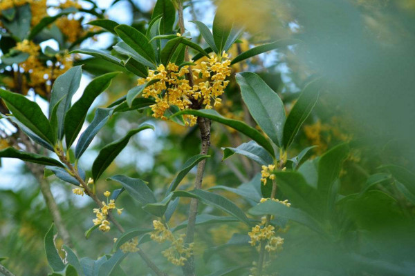 怎么养桂花树，花期浇水过多会导致落花