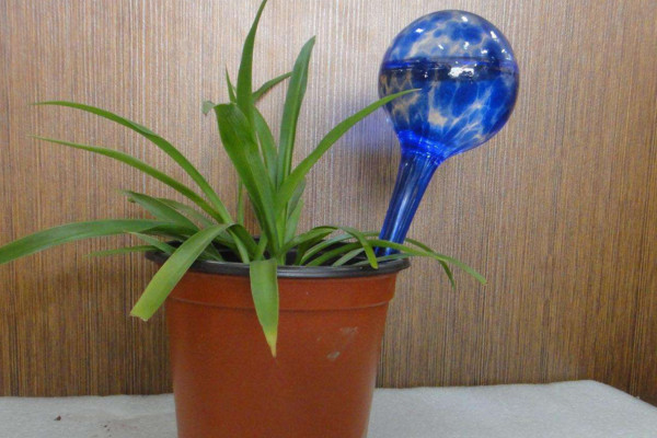 过期牛奶可以浇花吗，还有哪些浇花方式