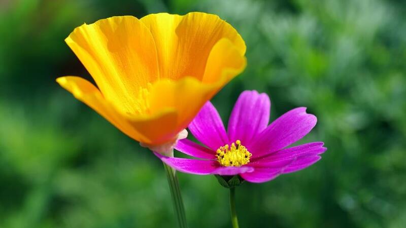 太阳花花语