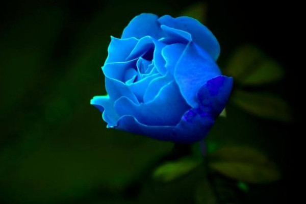 蓝玫瑰花语