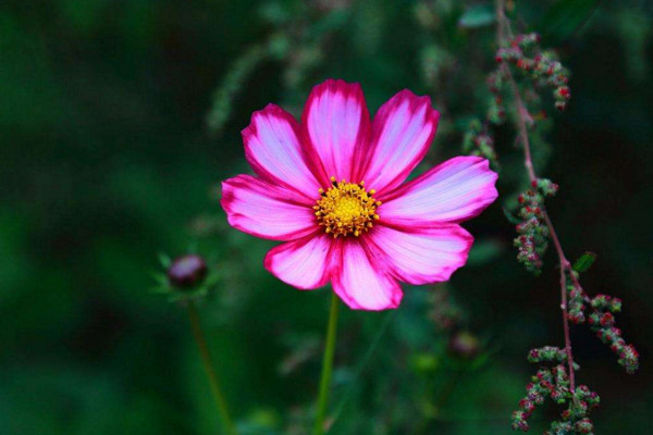 格桑花花语