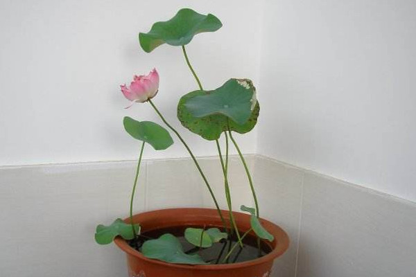 碗莲叶子发黄怎么办