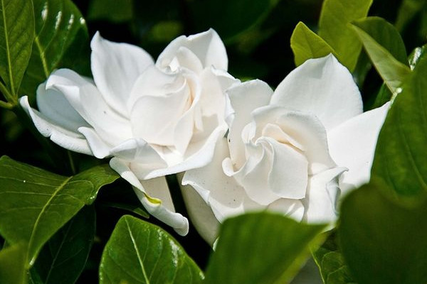 栀子花的花语