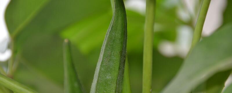 黄秋葵种植方法