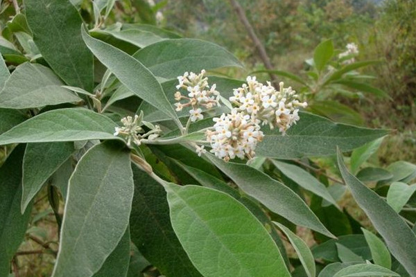 密蒙花怎么养