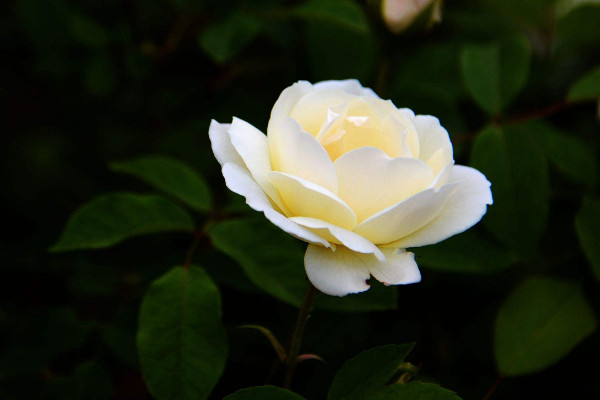 蔷薇花的花语是什么