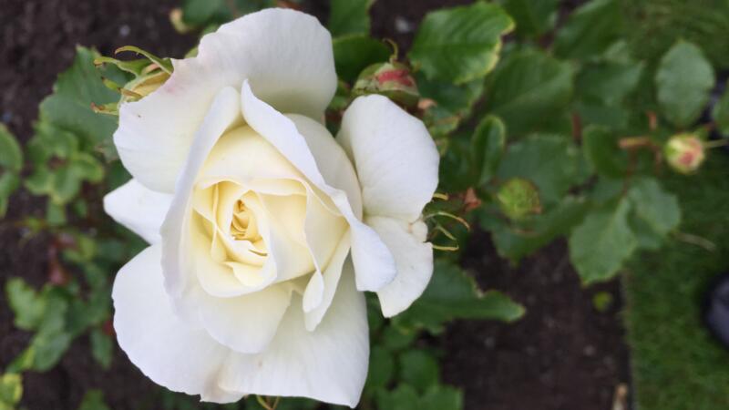 白玫瑰花语是什么