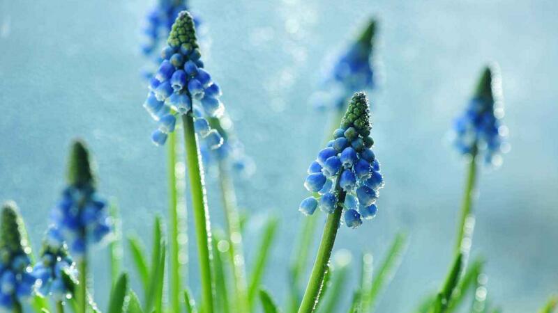 风信子的花语和寓意