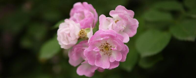 6月开什么花