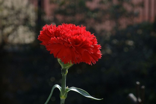 康乃馨的花语是什么
