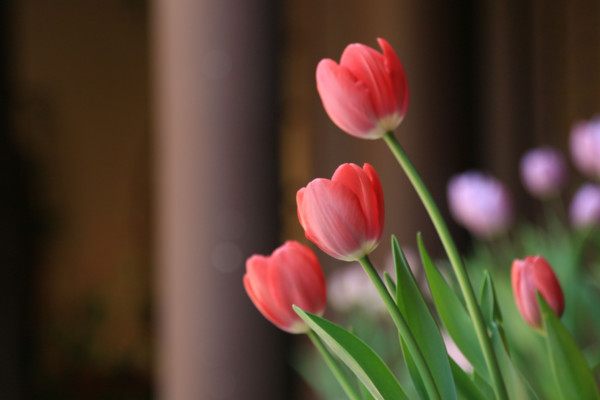 郁金香花语是什么