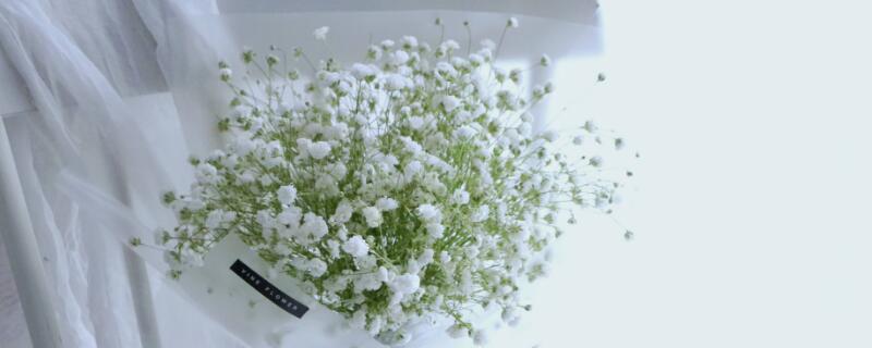 满天星不同颜色的花语