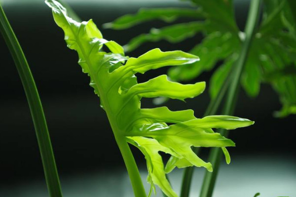 龟背竹怎么养