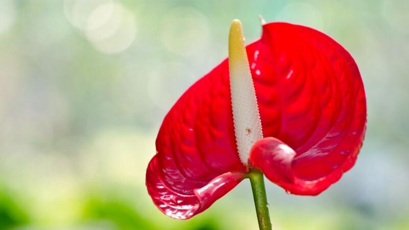 火鹤花怎么养