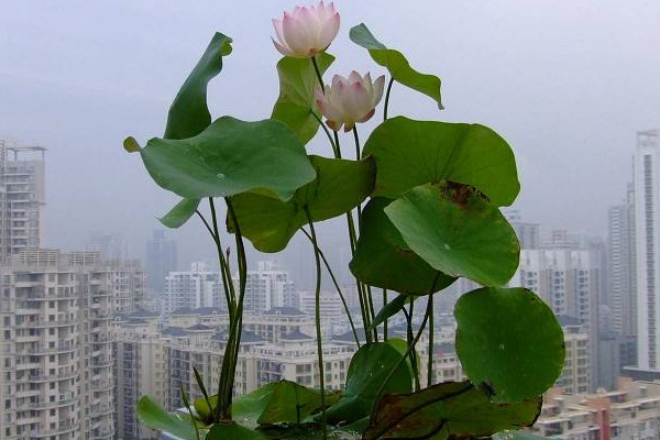 碗莲的种植方法水培