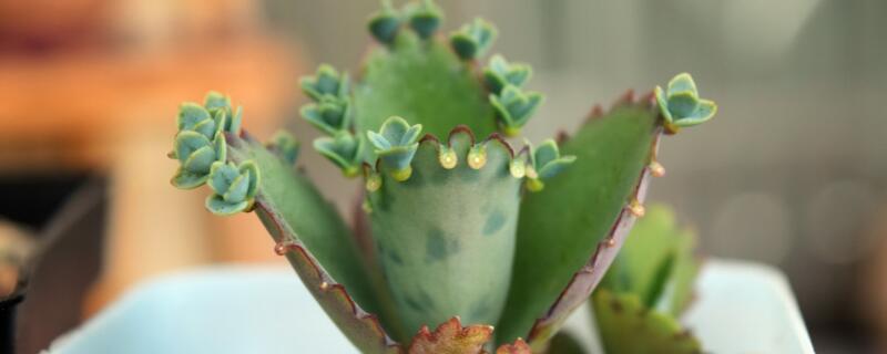 不死鸟多肉的花语